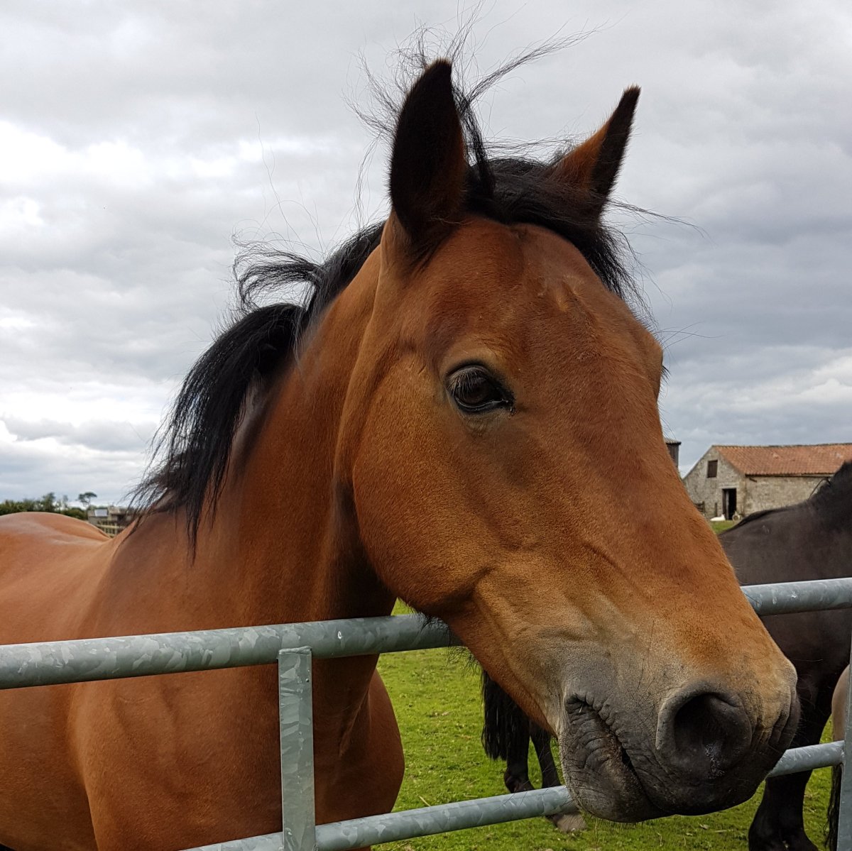 I don’t have a dog called Caper – Daily&nbsp;prompt