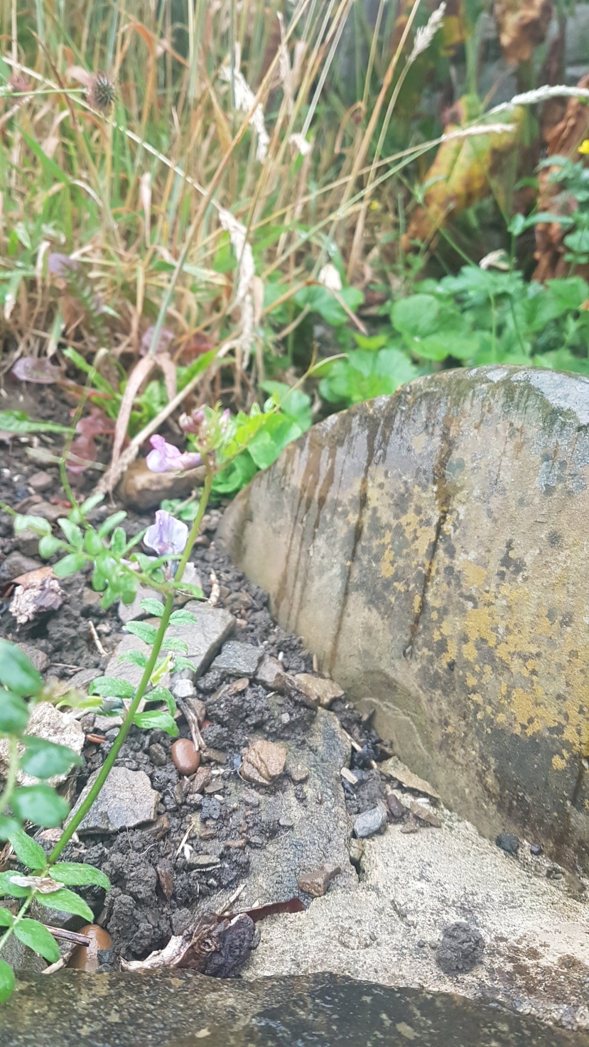 Traditional – Daily&nbsp;prompt