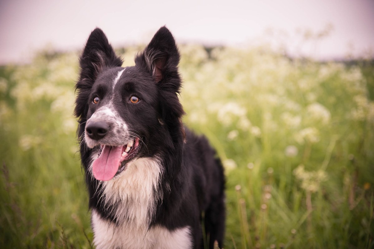 Farmer and Dog