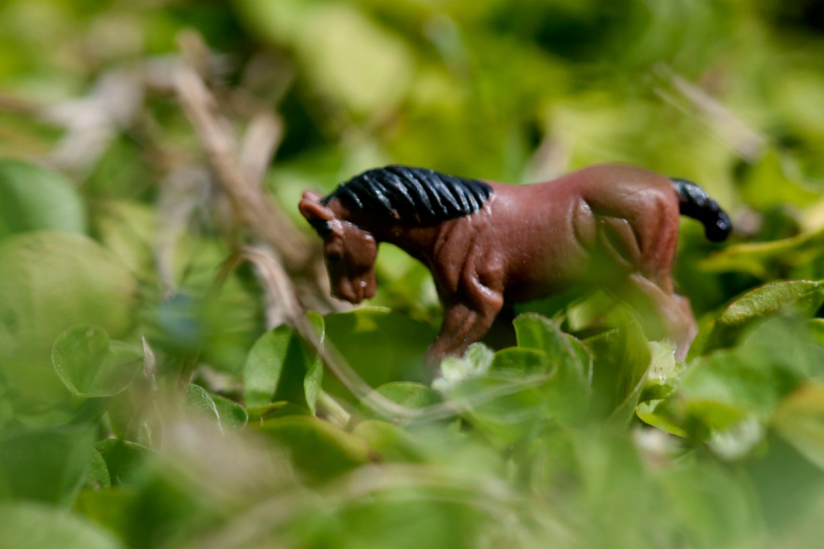 One Word Photo Challenge:&nbsp;Horse