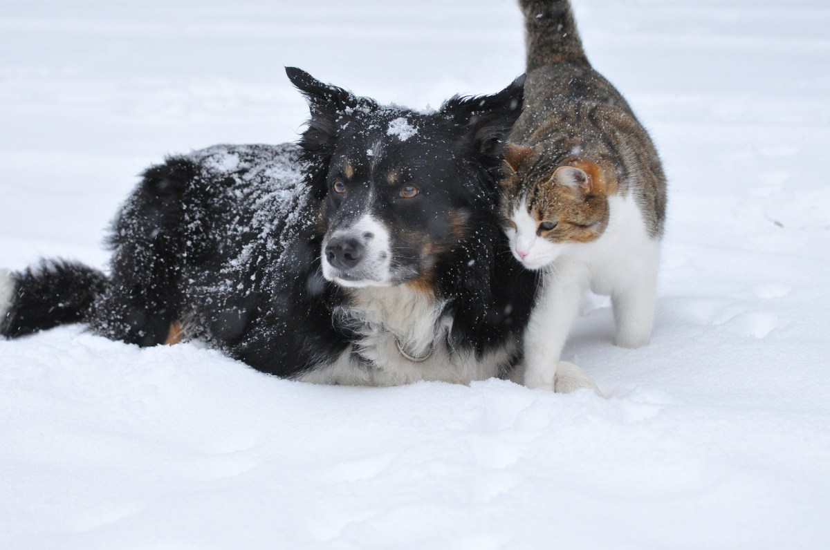 Cat and Dog