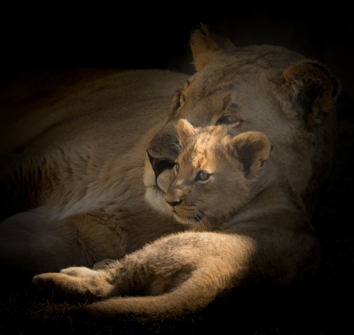 Lioness and Cub