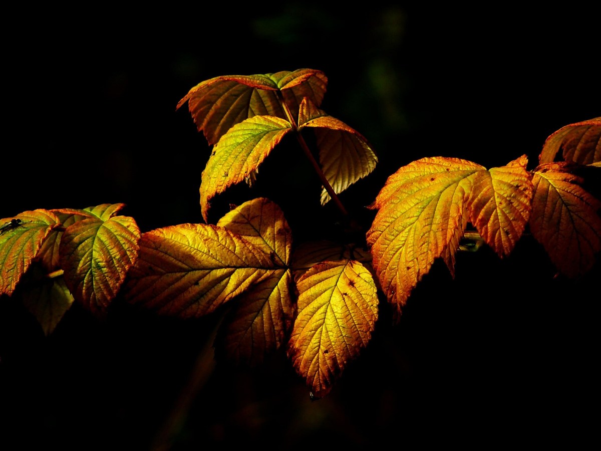 Leaves of Autumn
