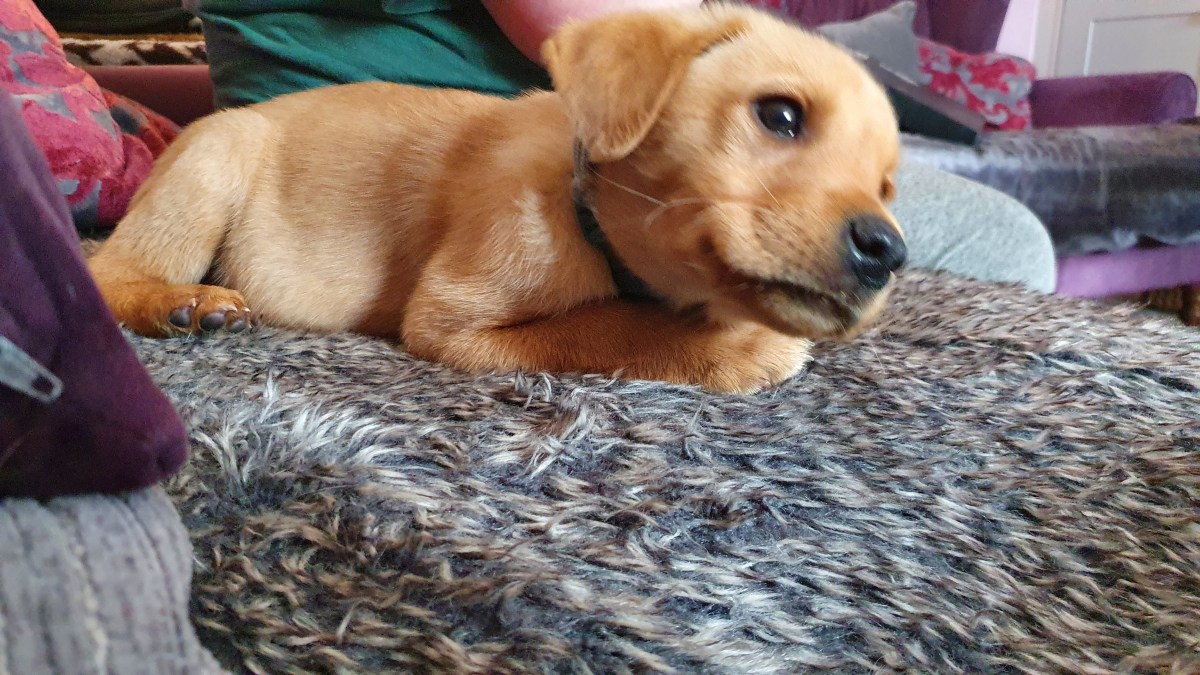 Introducing Theodore Rufus Doggington the&nbsp;1st