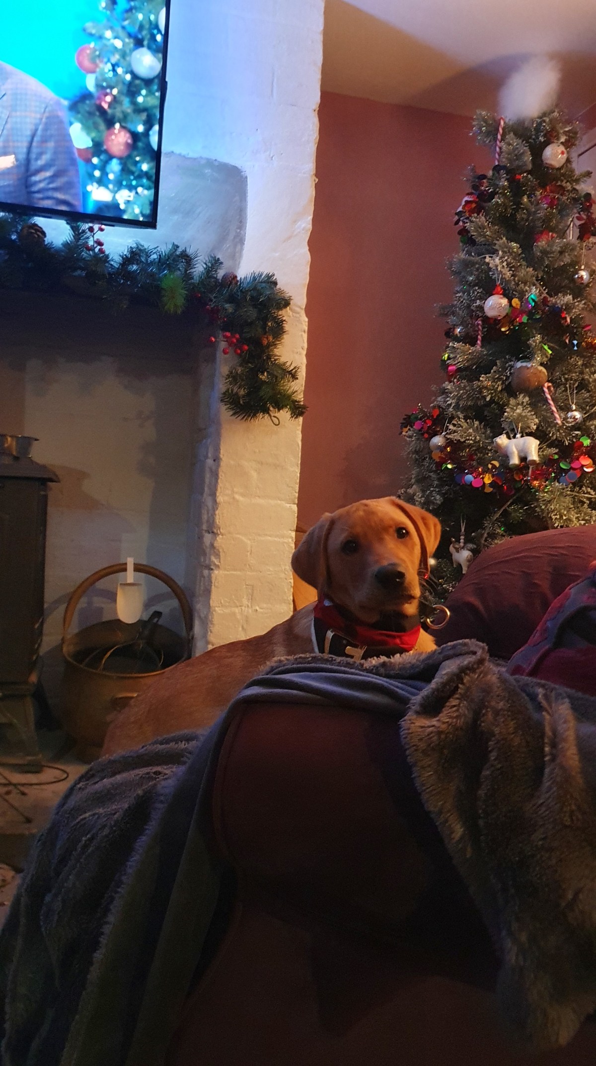 Theodore Rufus Doggington the 1st, photo&nbsp;update