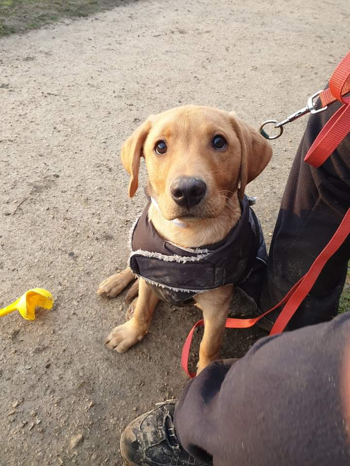 Theodore Rufus Doggington the 1st.  Part of the&nbsp;Club…