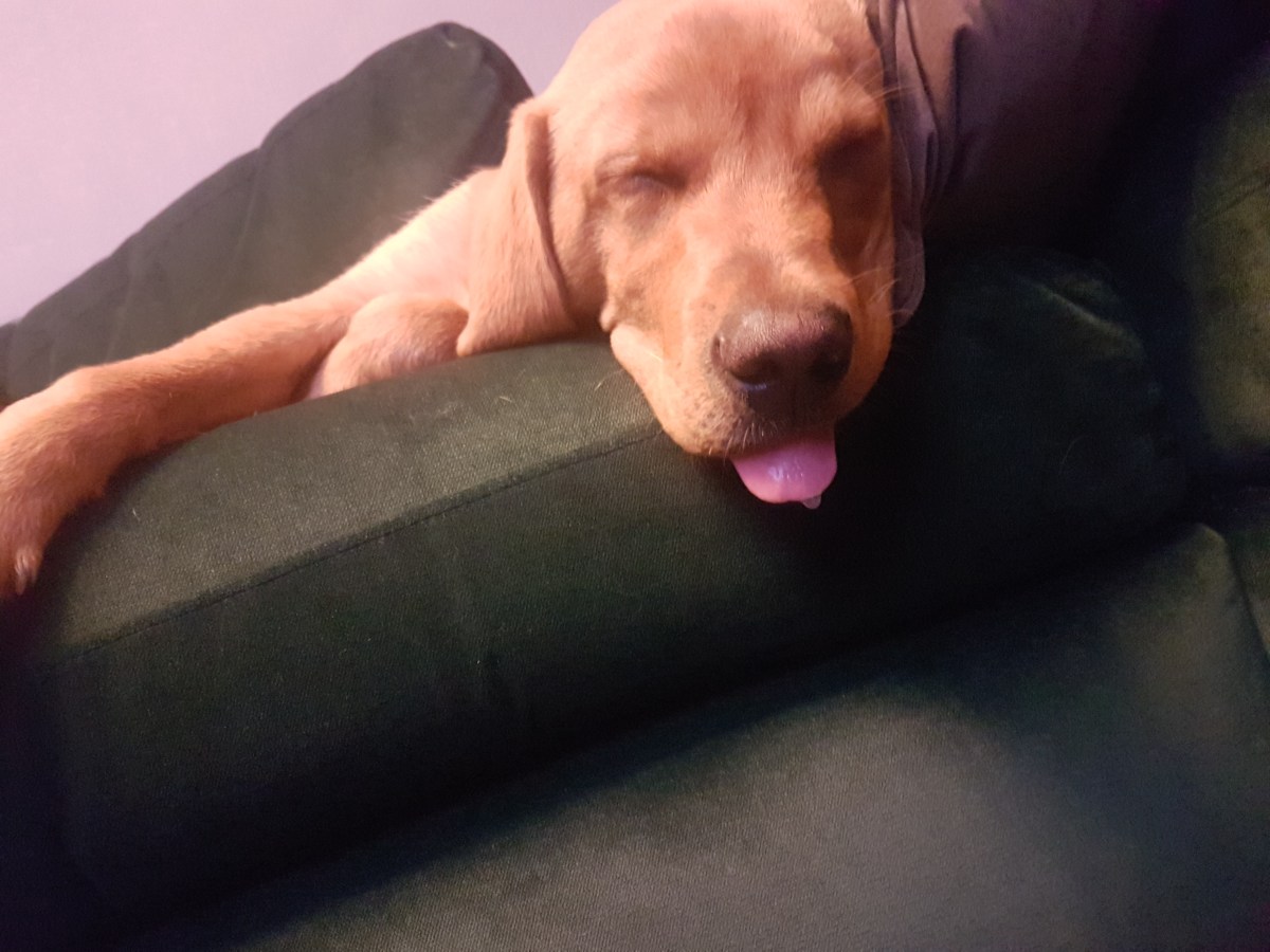 Theodore Rufus Doggington the 1st.  The circle of&nbsp;life.