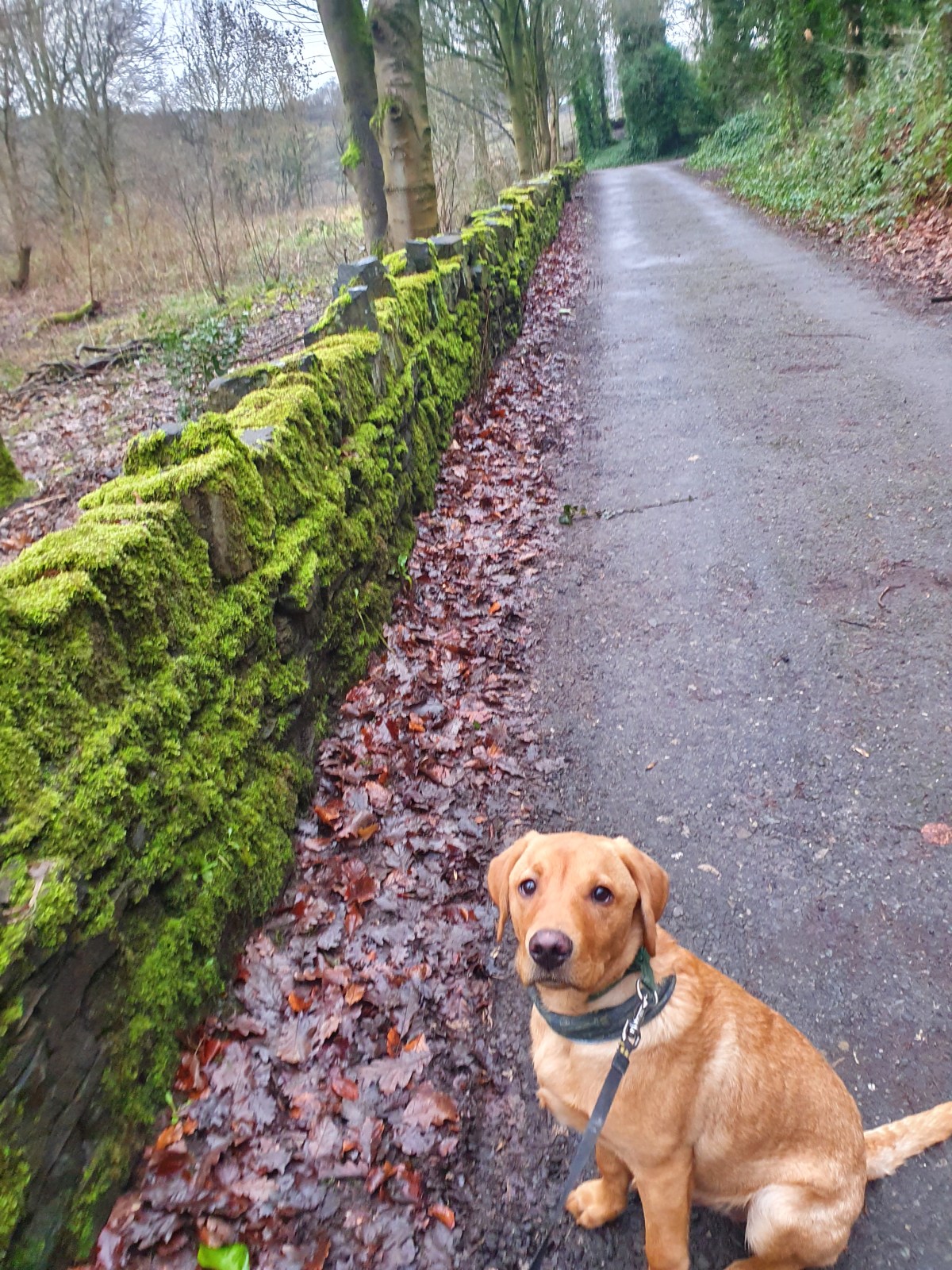 Theodore Rufus Doggington the 1st.  Out and&nbsp;about.