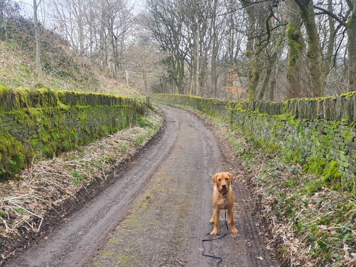 Theodore Rufus Doggington the 1st. Getting&nbsp;stoned…