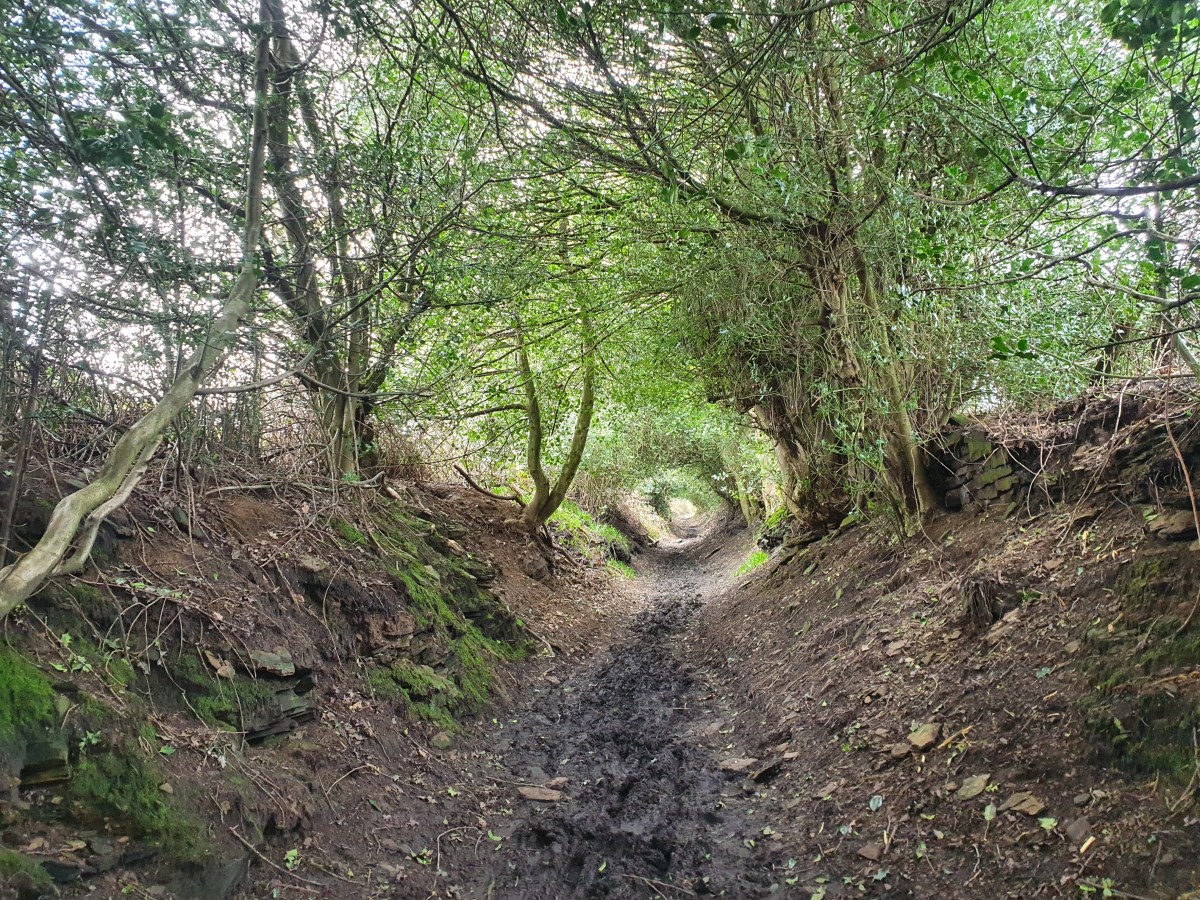 Theodore Rufus Doggington the 1st.  Off on our merry medieval meanderings…