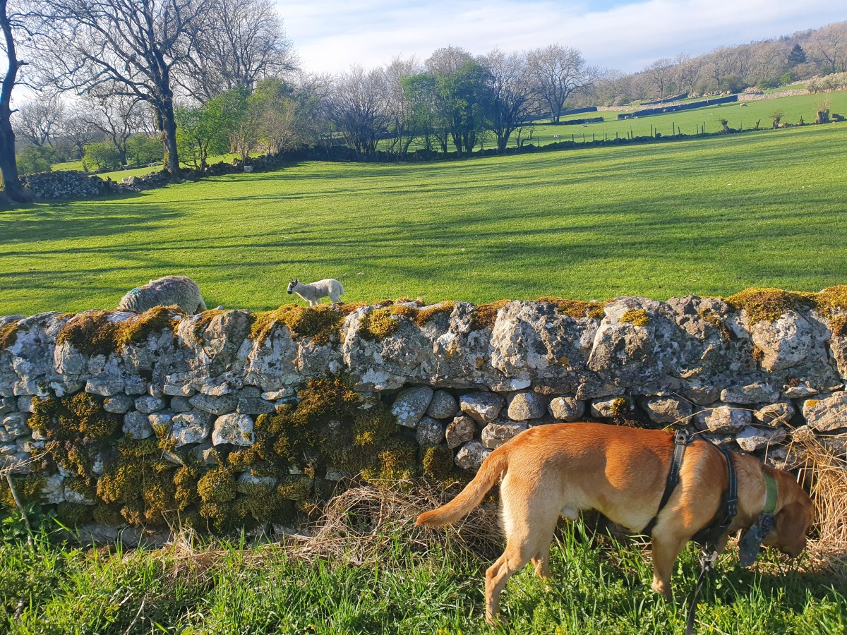 Out in the van –&nbsp;Wharfdale