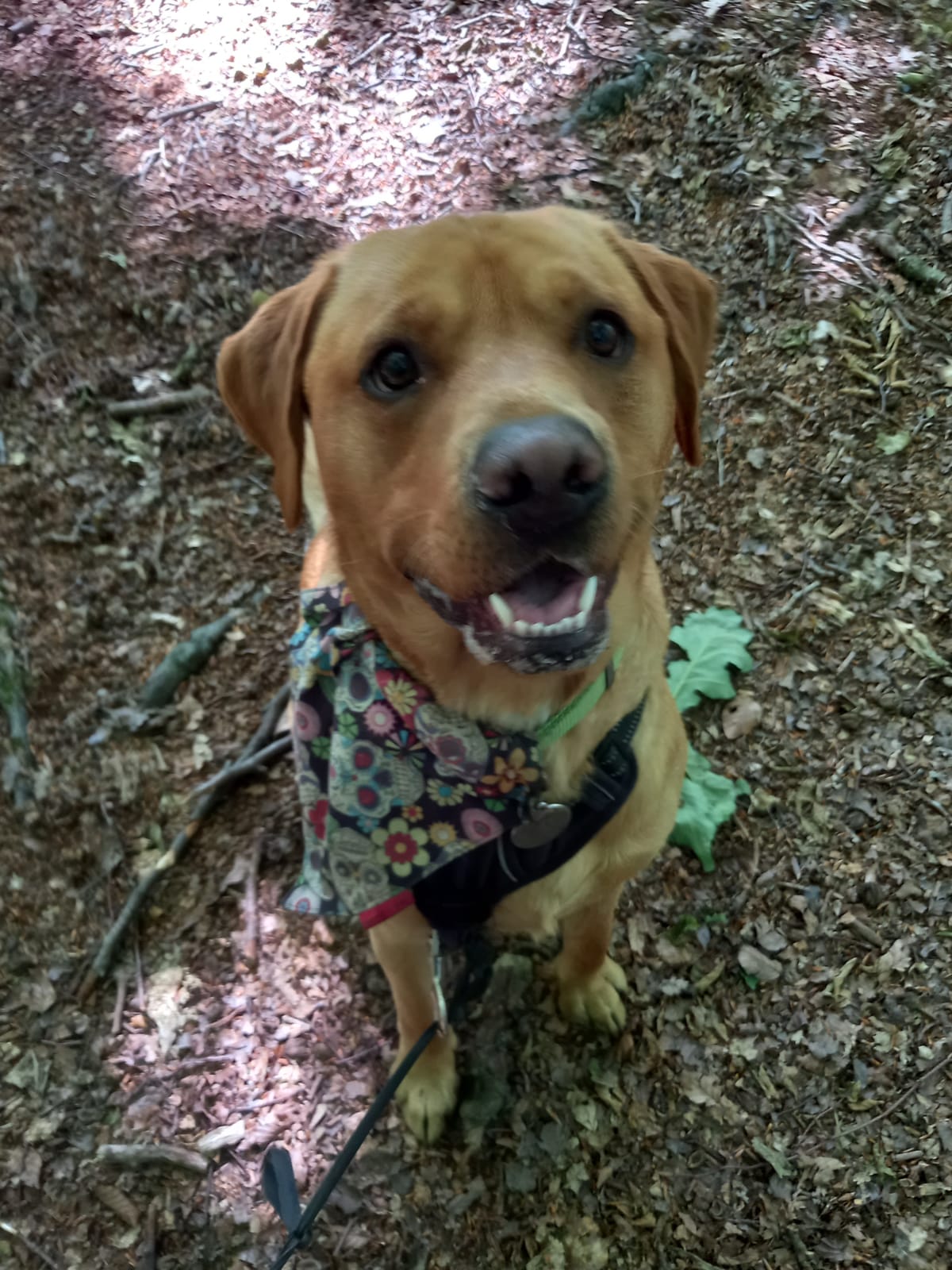 Theodore Rufus Doggington…How is it going&nbsp;then?