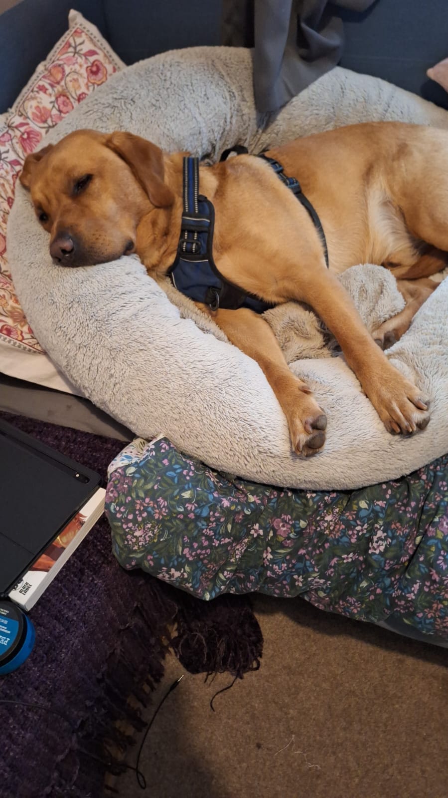 My dog Theo…3 years old&nbsp;now